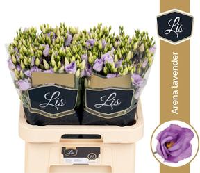 Eustoma du arena lavender
