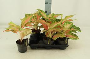 Aglaonema Eyecatcher