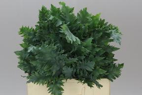 Phlebodium Avana