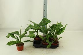 Dieffenbachia Camouflage