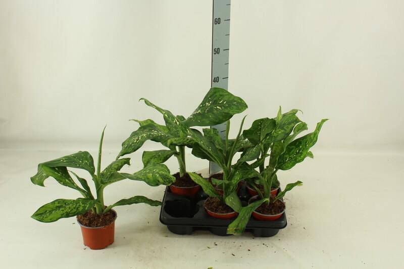 Dieffenbachia Camouflage