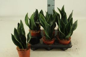 Sansevieria Silver Flame