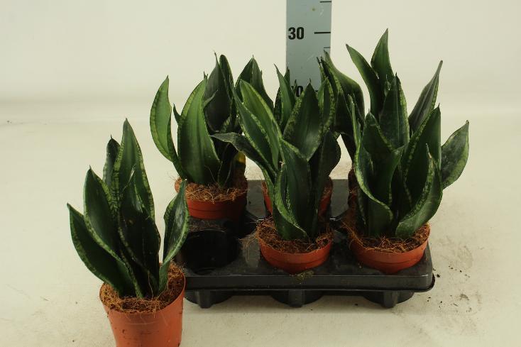 Sansevieria Silver Flame