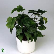 Philodendron Strawberry Shake