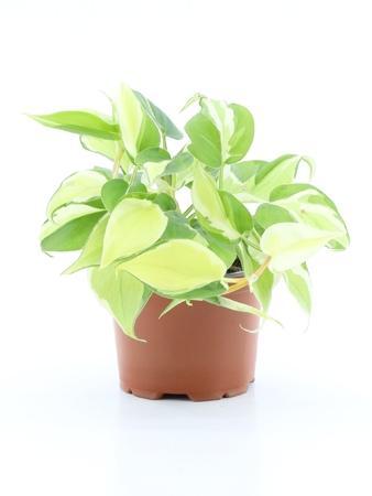 Philodendron scandens Rio