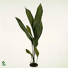 Aspidistra elatior Milky Way