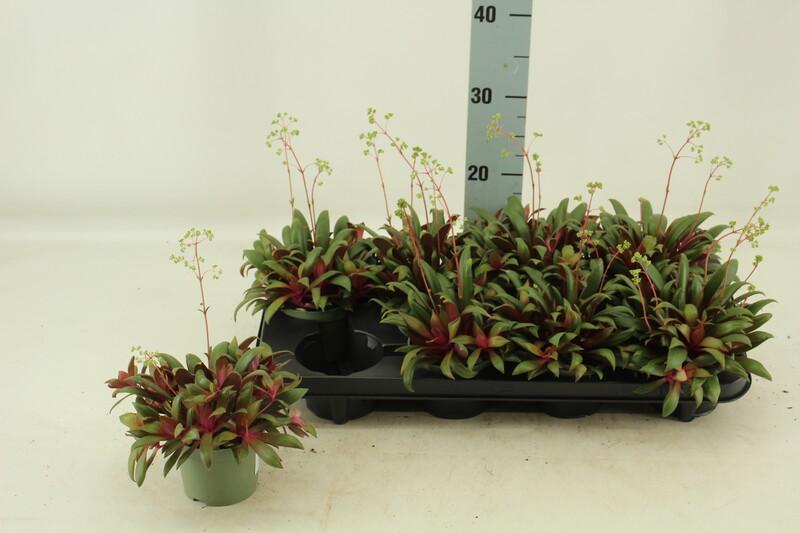 Crassula rosularis