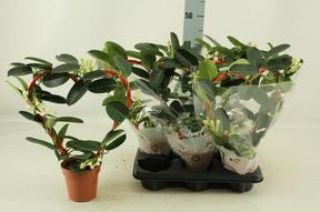 Stephanotis srdce