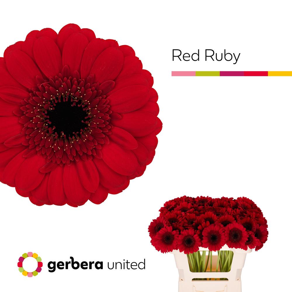 Germini plastic red ruby