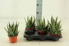 Aloe White Spines