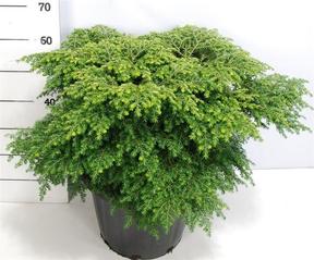 Tsuga Green Globe