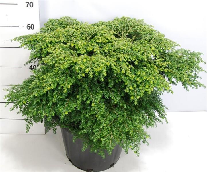 Tsuga Green Globe