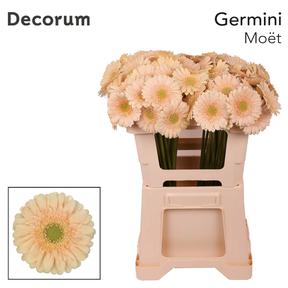 Germini  plastic moet