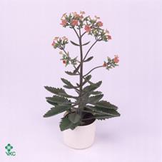 Kalanchoe Augusta Queen