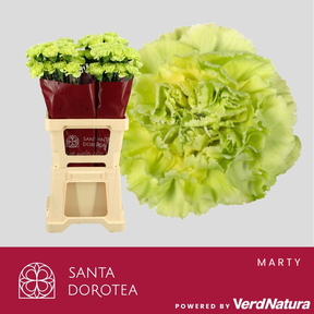 Karafiát st green marty