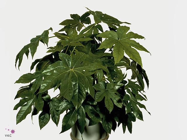 Fatsia japonica Variegata