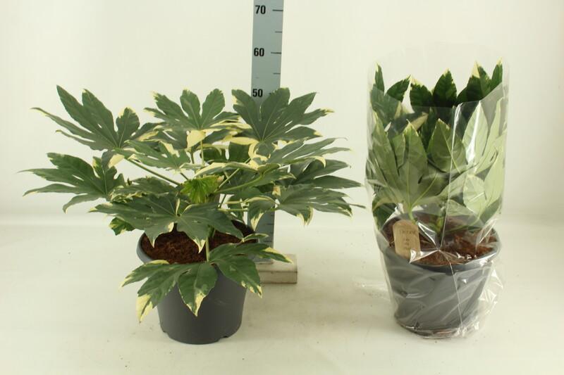 Fatsia japonica Variegata