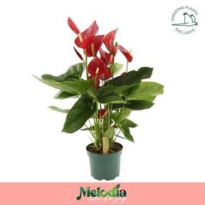 Anthurium Melodia 5+