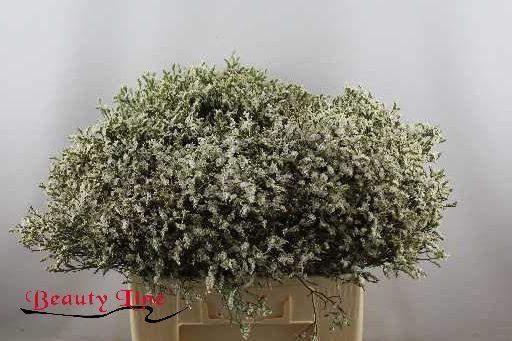 Limonium sensy tip top