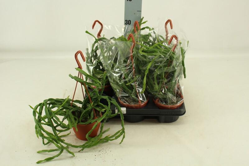 Rhipsalis paradoxa závěs