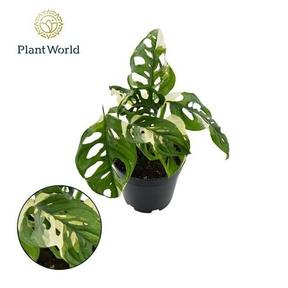 Monstera obliqua Monkey Japanese Tricolor