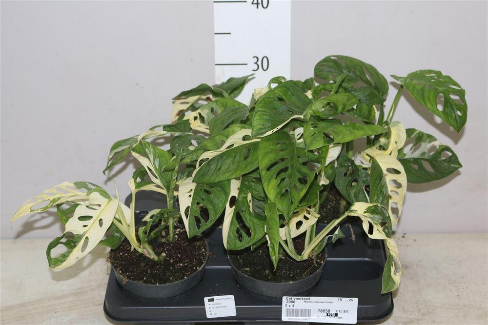 Monstera obliqua Monkey Japanese Tricolor