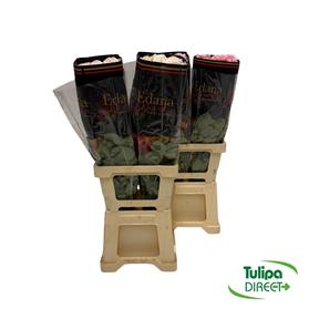 Rosa ec mix garden DIRECT (ecu) pam x25