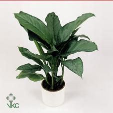 Aglaonema Cleopatra