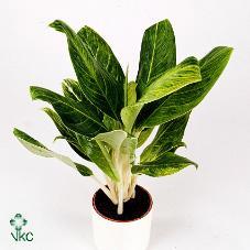 Aglaonema Cleopatra