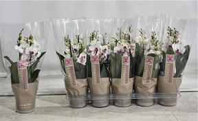 Phalaenopsis Safe Haven 4tak