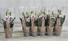 Phalaenopsis Safe Haven 3tak