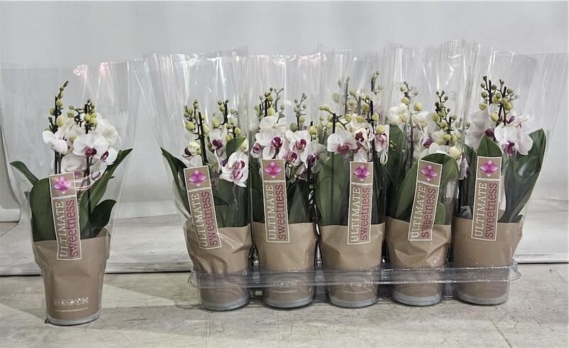 Phalaenopsis Safe Haven 4tak