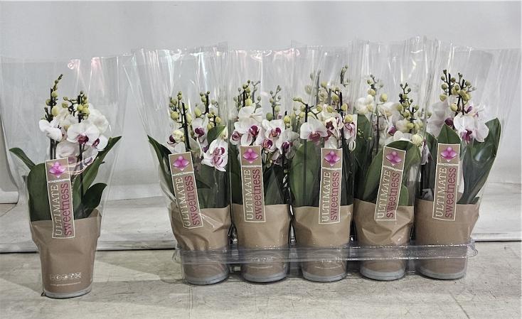 Phalaenopsis Safe Haven 3tak