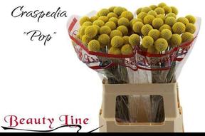 Craspedia paintball pop