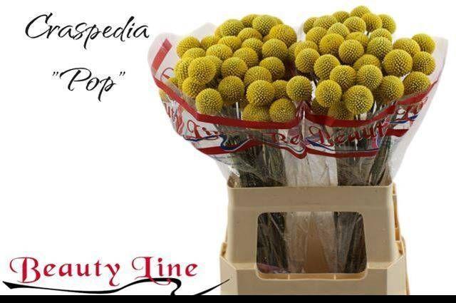 Craspedia paintball pop