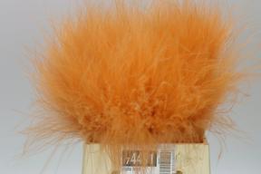 Stypha vrf peach