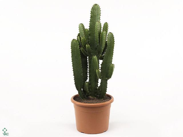 Euphorbia 