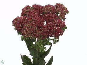 Sedum Yellow Queen