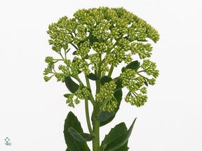Sedum sieboldii