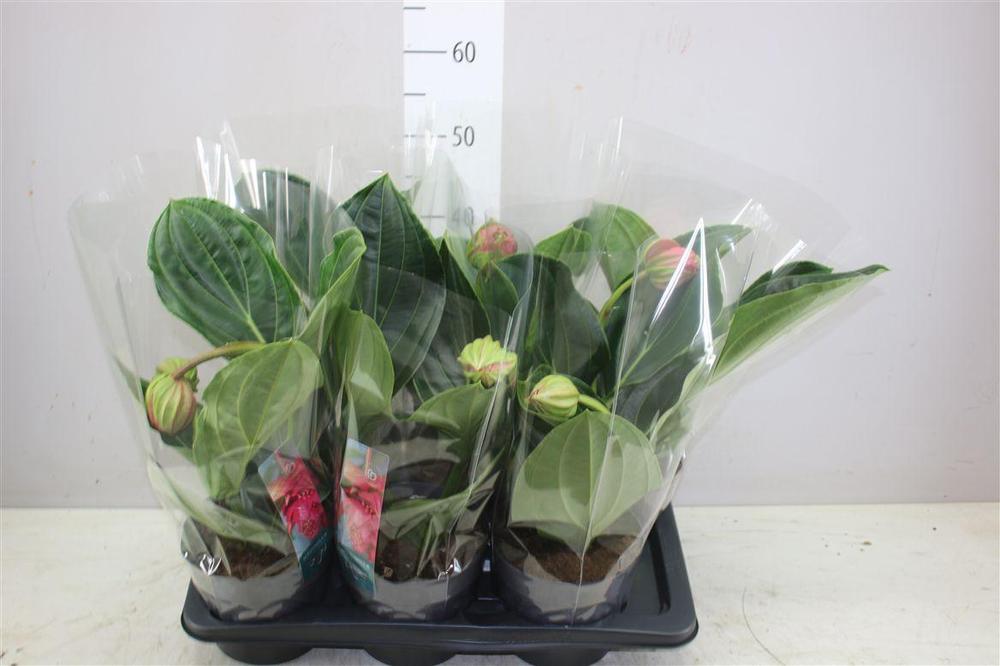 Medinilla Flamenco 2+