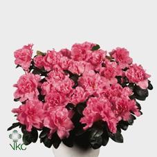 Rhododendron simsii Tricolor