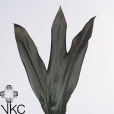 Zeleň - cordyline fruticosa