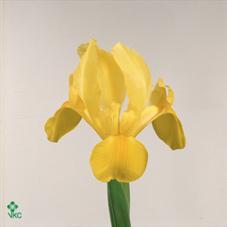 Iris golden beauty