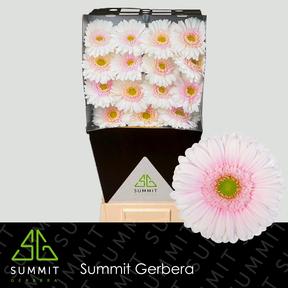 Gerbera diamond michelle
