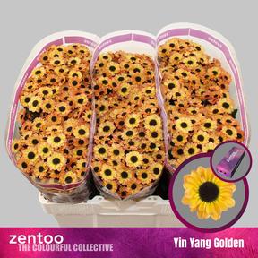 Chrys sa ying yang golden