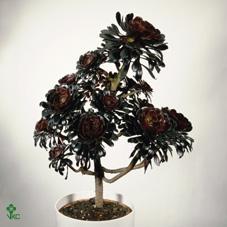 Aeonium 