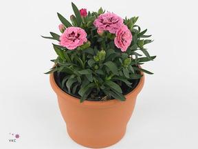 Dianthus Viva Magenta