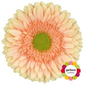 Gerbera diamond carlita