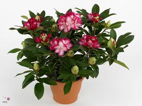 Rhododendron Black Widow