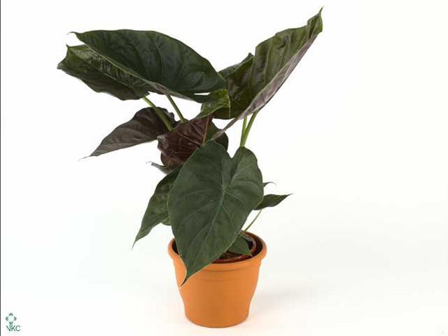 Alocasia Scaphochlamys